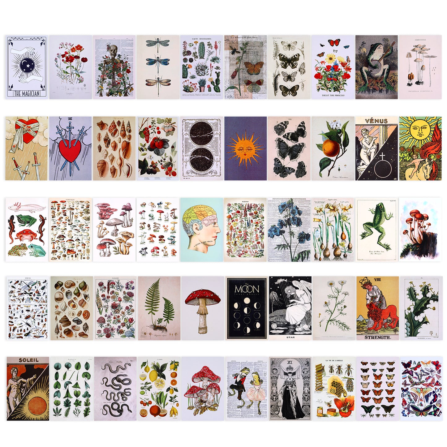 Molain 50 Pcs Vintage Botanical Illustration Aesthetic Pictures Wall Collage Kit, Nature Green Vintage Posters for Room Aesthetic Art Posters Collage Print Kit Botanical Wall Art for Botanical Lovers