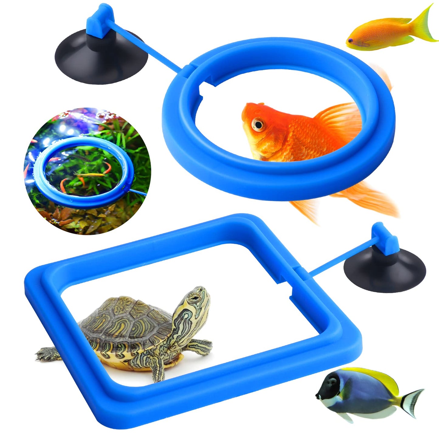 Cobee Fish Feeding Ring, 2 Pieces Aquarium Fish Feeder Fish Tank Food Feeder Circle Tank Accessories for Guppy Bettas goldfish Turtle (Blue)
