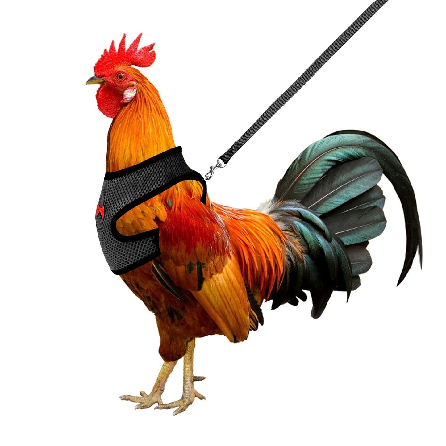 Molain Chicken Harness with Leash Adjustable Breathable Hen Pet Vest Pet Harness for Duck Goose Hen Traning Walking Medium (black)