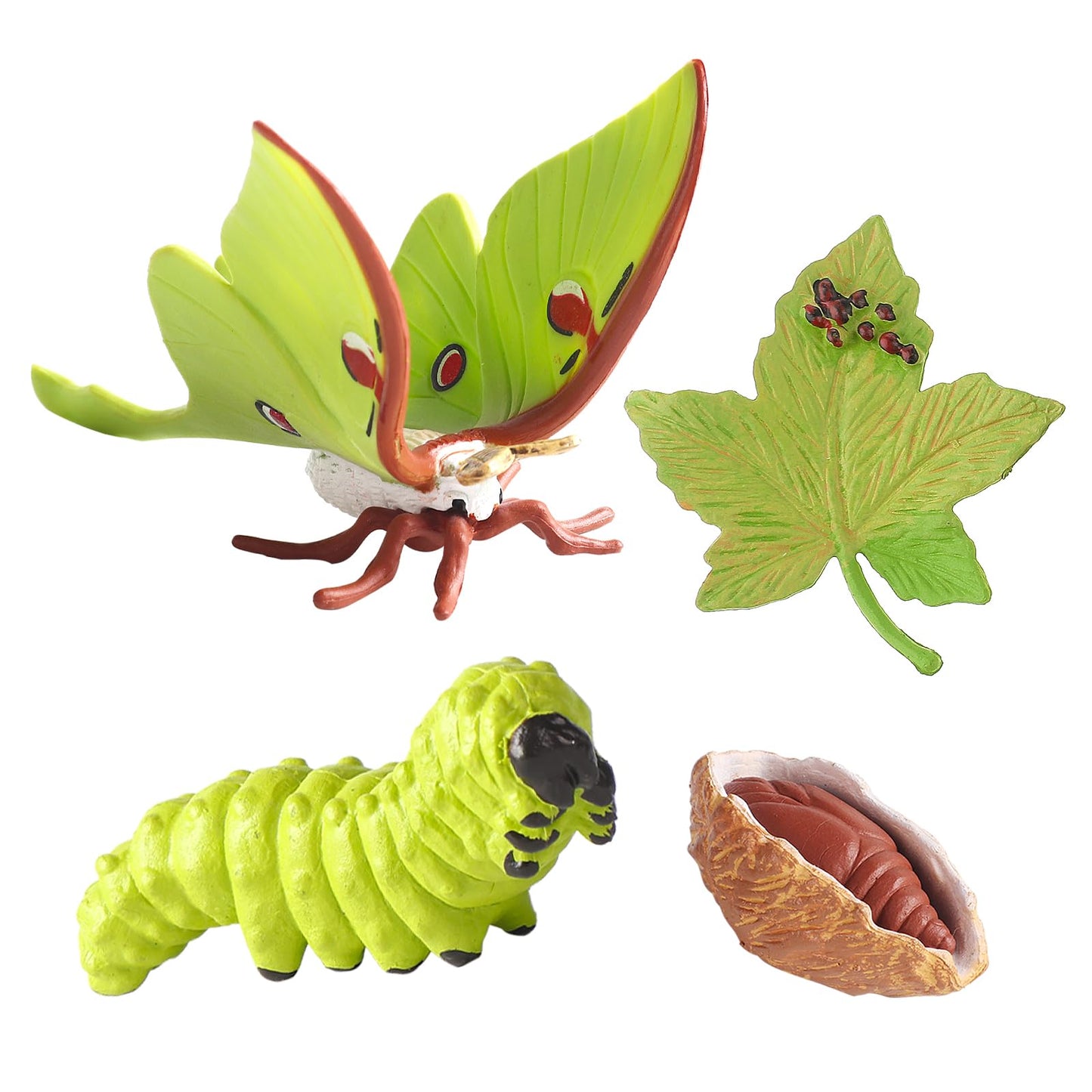 cobee Insect Figurines Life Cycle of Luna Moth Growth Model, 4 Pcs Preschool Learning Teaching Insect Growth Cycle Model Toy Realistic Animal Figures Insect Education Growth Stage Model Props