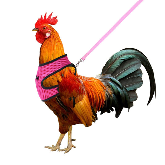 Molain Chicken Harness with Leash Adjustable Breathable Hen Pet Vest Pet Harness for Duck Goose Hen Traning Walking Medium (pink)