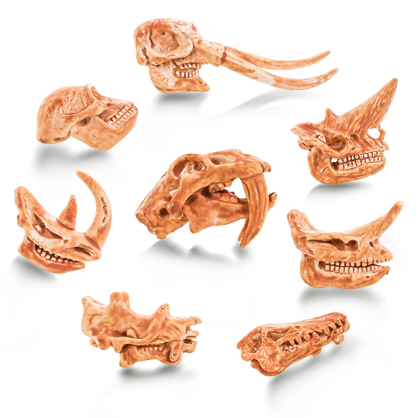 cobee Mini Prehistoric Animal Skull Figures, 8PCS Realistic Animal Head Skeleton Figurines Sandbox Animal Model Animal fossil Playset for Animal Sand Dig Science Play Party Favor Decorations