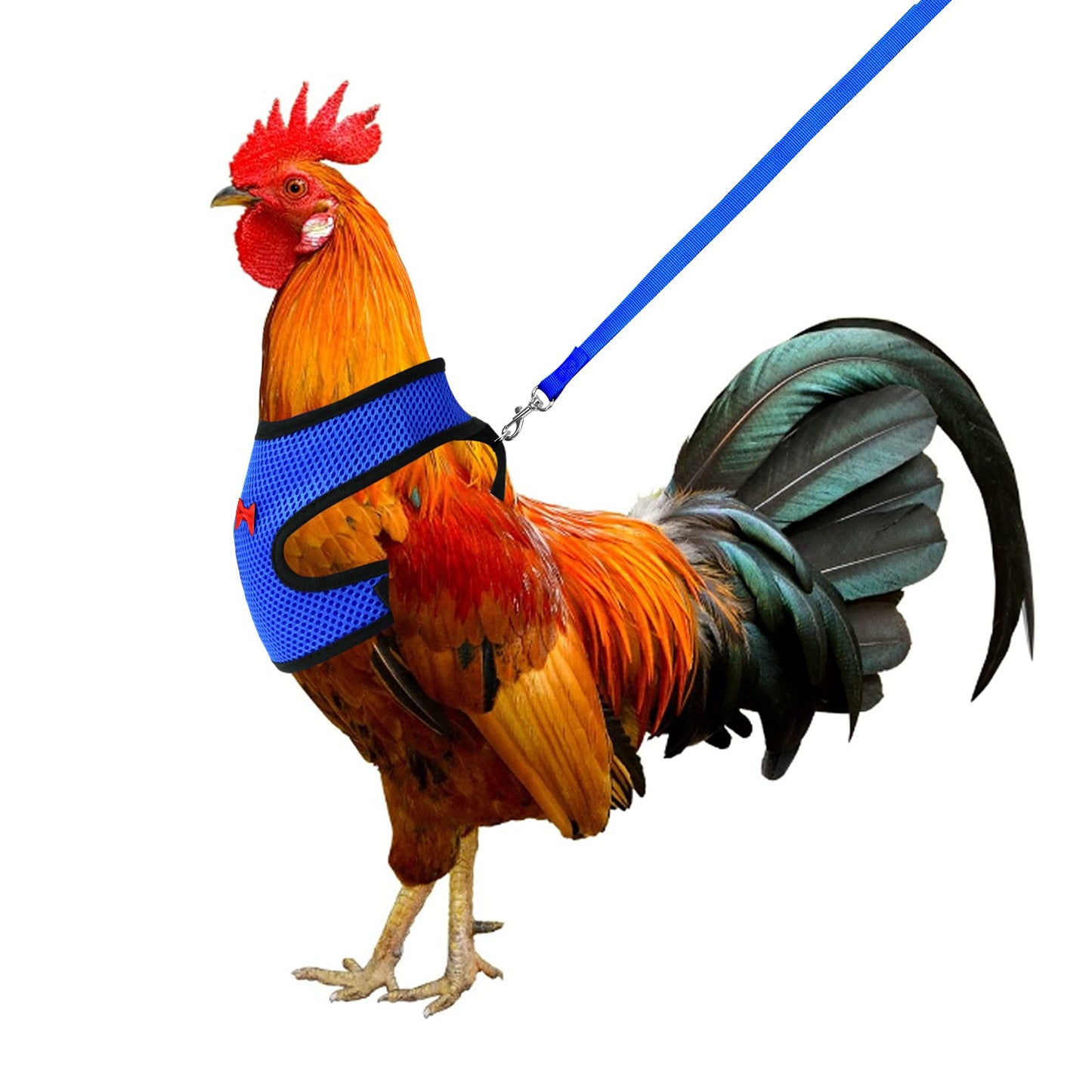 Molain Chicken Harness with Leash Adjustable Breathable Hen Pet Vest Pet Harness for Duck Goose Hen Traning Walking Medium (blue)