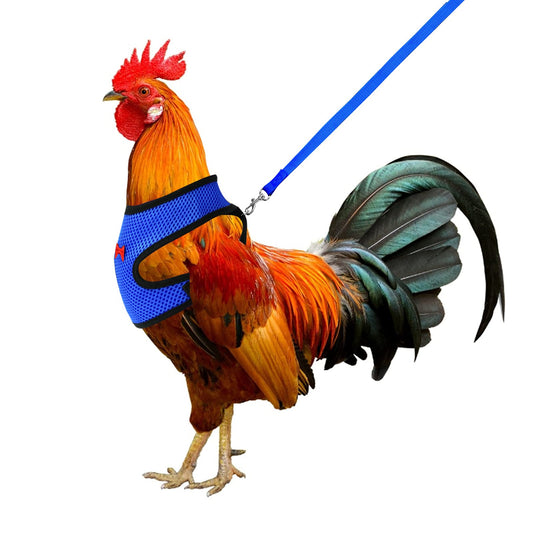 Molain Chicken Harness with Leash Adjustable Breathable Hen Pet Vest Pet Harness for Duck Goose Hen Traning Walking Medium (blue)