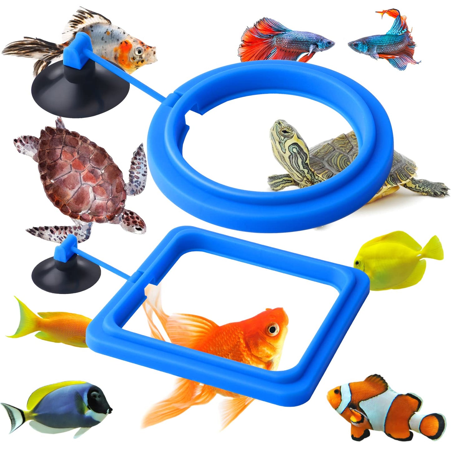 cobee Fish Feeding Ring, Fish Feeder Aquarium Fish Turtle Tank Accessories Food Feeder Circle 2 Pieces (blue)