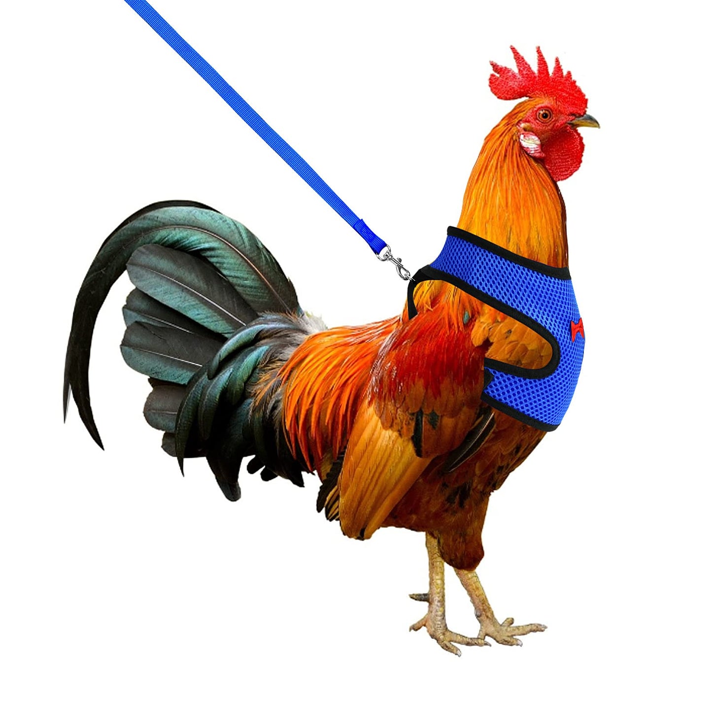 cobee Chicken Harness Leash Set, Breathable Hen Vest Adjustable Pet Harness Set for Duck Goose Hen Traning Walking Medium (blue)