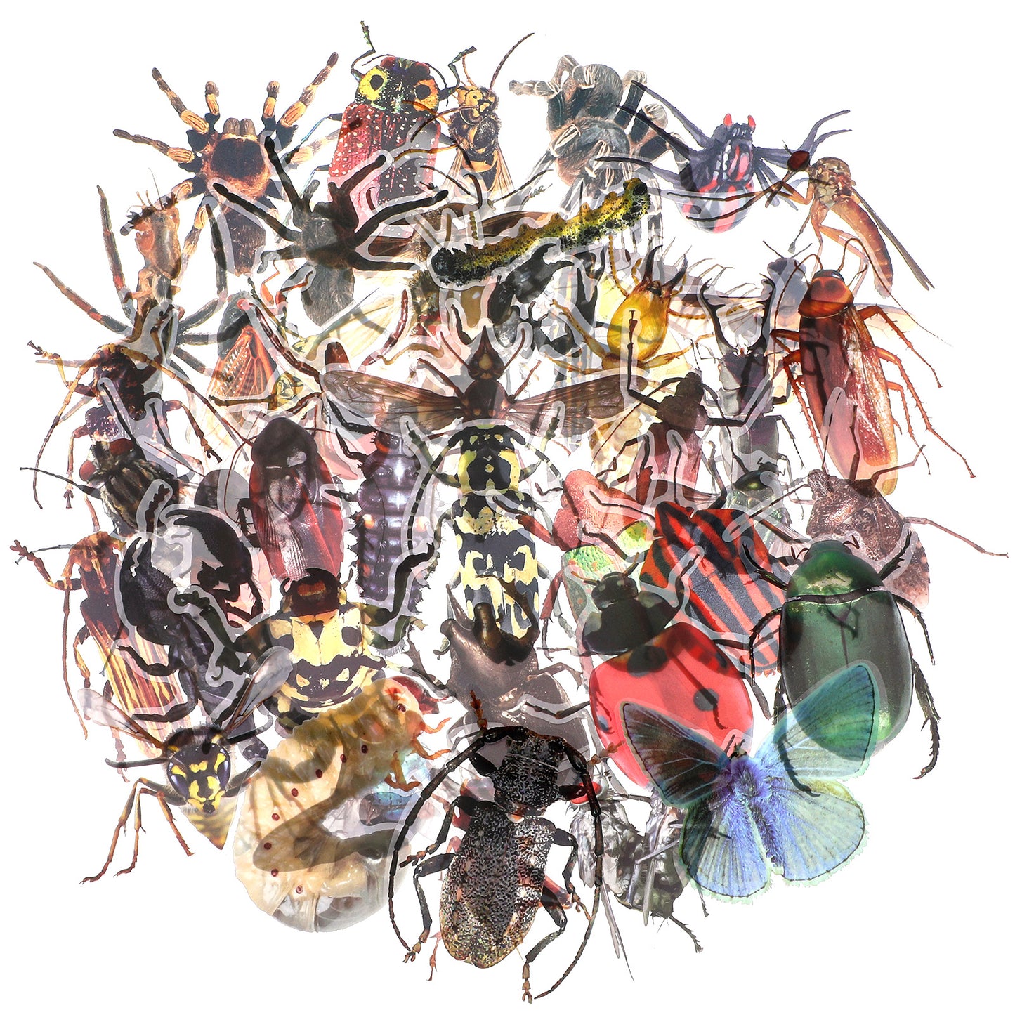 AOZUO 50pcs Insect Stickers, Realistic Transparent Bug Stickers Waterproof Cartoon Dragonfly Stickers Colorful Animal Mixed Stickers for Water Bottles Journal Album Phone Case Laptop Card Making