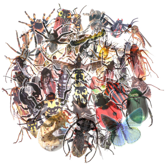 AOZUO 50pcs Insect Stickers, Realistic Transparent Bug Stickers Waterproof Cartoon Dragonfly Stickers Colorful Animal Mixed Stickers for Water Bottles Journal Album Phone Case Laptop Card Making